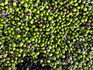 Der Klimawandel und die Herausforderungen für erstklassiges Olivenöl - Olivenölkontor