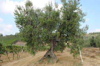 Olivenöl – Mytologie und Geschichte - Olivenölkontor