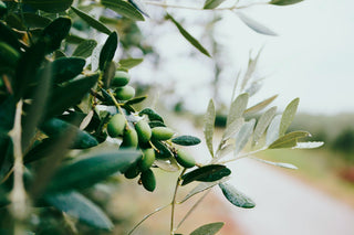 Polyphenole – mit ursächlich für gute Olivenölqualität - Olivenölkontor